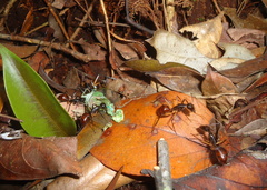Dinomyrmex gigas borneensis