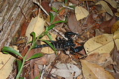Heterometrus longimanus