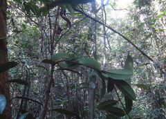 Tropidolaemus subannulatus