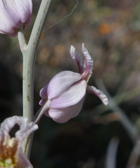 Streptanthus glandulosus albidus