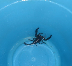 Heterometrus longimanus