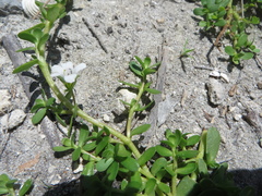 Bacopa monnieri image