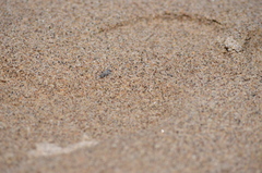 Lissoteles