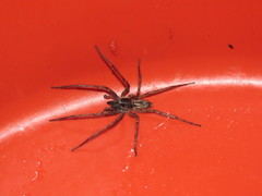 Tomopisthes horrendus