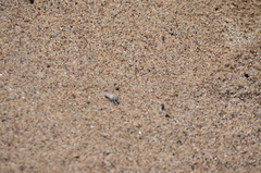 Lissoteles