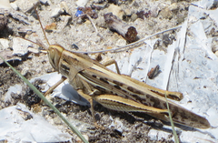 Schistocerca serialis cubense