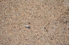 Lissoteles