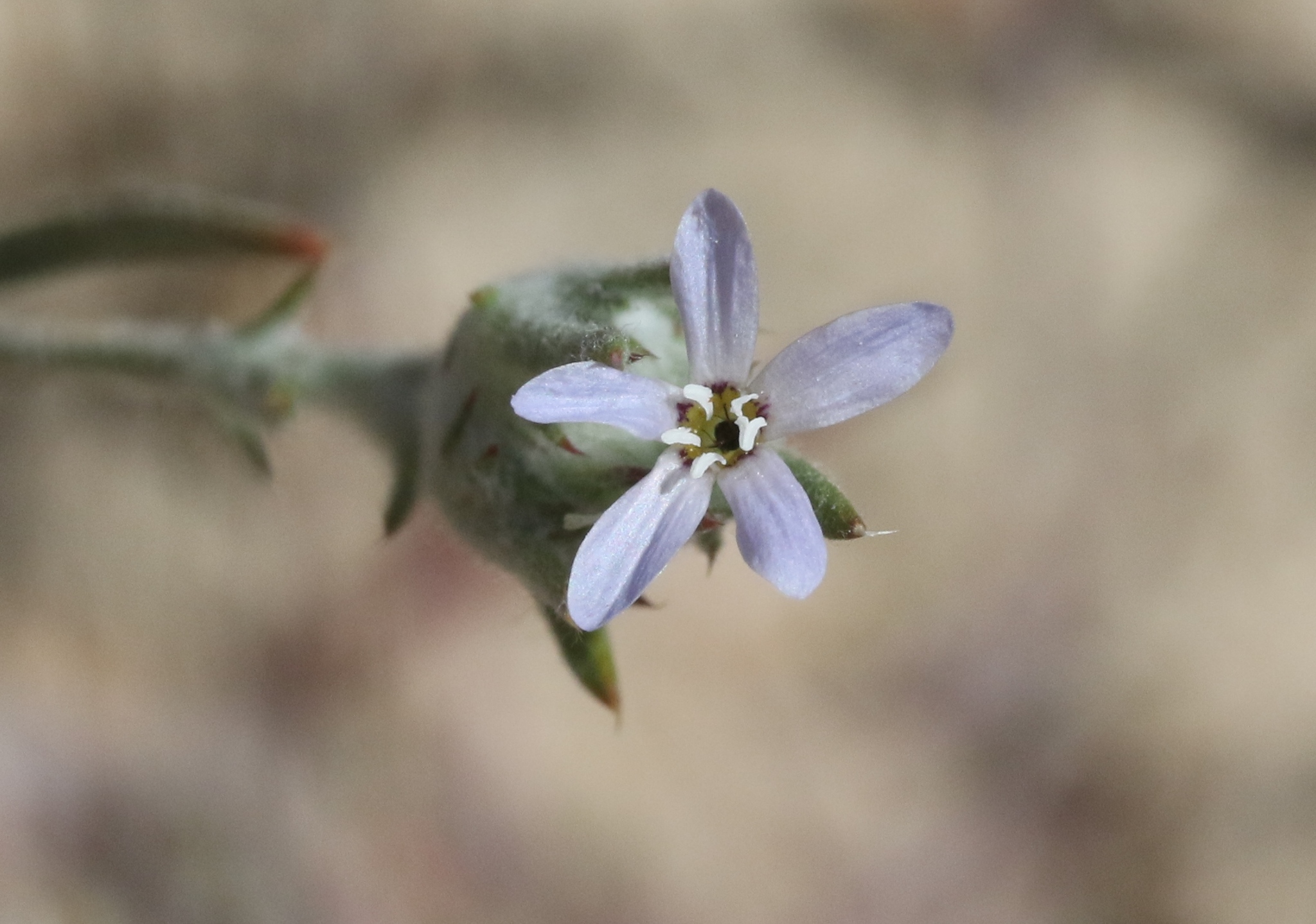 Eriastrum signatum
