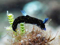 Roboastra gracilis