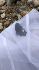 Papilio castor formosanus