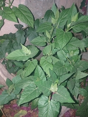 Mirabilis longiflora