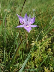 Moraea australis