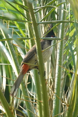 Pycnonotus jocosus