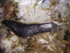 Scutus forsythi