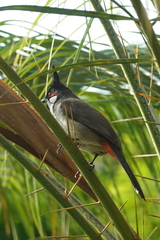 Pycnonotus jocosus