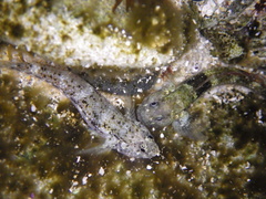 Bathygobius cocosensis