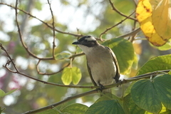 Pycnonotus sinensis