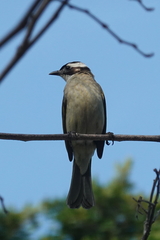 Pycnonotus sinensis