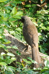Pterorhinus perspicillatus