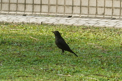 Turdus mandarinus