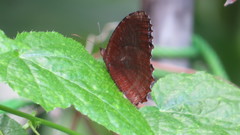 Elymnias hypermnestra beatrice