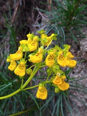 Calceolaria pinifolia