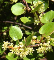 Muehlenbeckia complexa