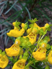 Calceolaria pinifolia