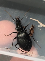 Scaphinotus angulatus