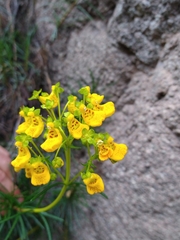 Calceolaria pinifolia