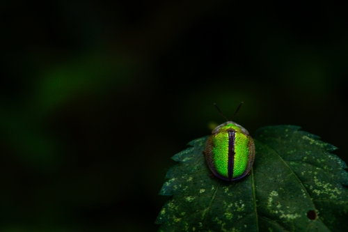 Physonota nitidicollis