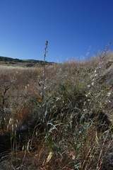 Streptanthus glandulosus albidus