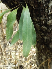 Pleopeltis polylepis polylepis