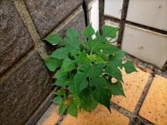 Broussonetia papyrifera