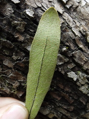 Pleopeltis polylepis polylepis