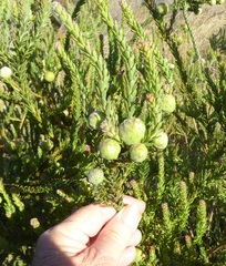 Leucadendron levisanus