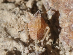 Orgeriinae