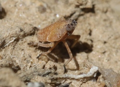Orgeriinae