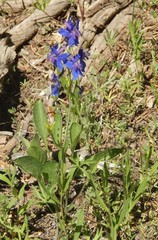 Delphinium polycladon