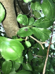 Episemasia