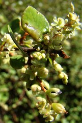 Muehlenbeckia complexa