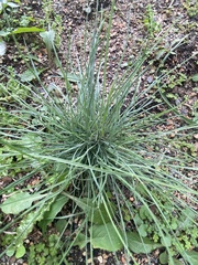 Festuca pallens