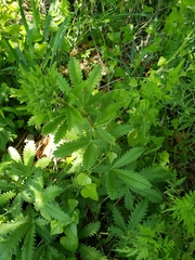 Potentilla recta