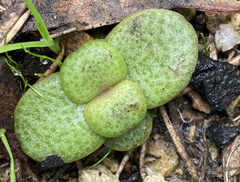 Crassula multicava
