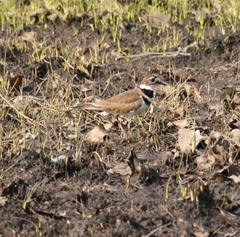 Charadrius vociferus
