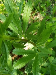 Potentilla recta
