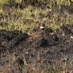 Charadrius vociferus