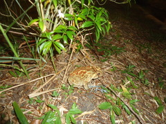 Duttaphrynus melanostictus