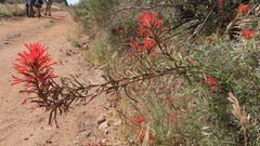 Castilleja subinclusa