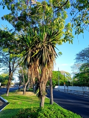 Yucca gigantea